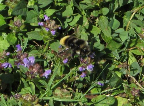 Bombus lapidarius